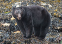 Ursus americanus